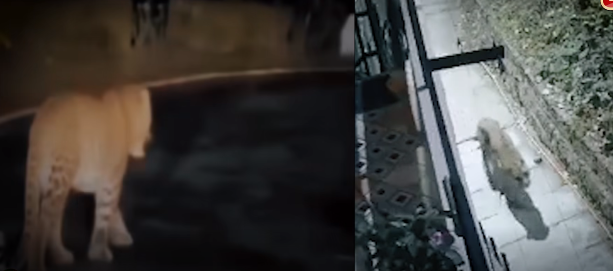 गुलदार हमला