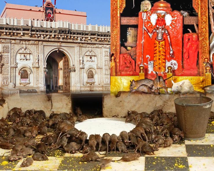 Karni Mata Mandir : जानिए माँ के मंदिर का रहस्य