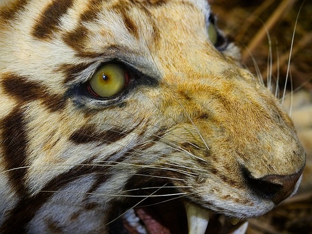 पौड़ी गढ़वाल के गांवों में बाघ का आतंक, शाम 7 बजे से सुबह 6 बजे तक लगा कर्फ्यू